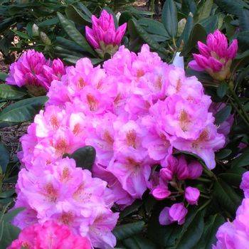 Рододендрон гибридный ‘Haaga’ (Rhododendron hybriden ‘Haaga’)